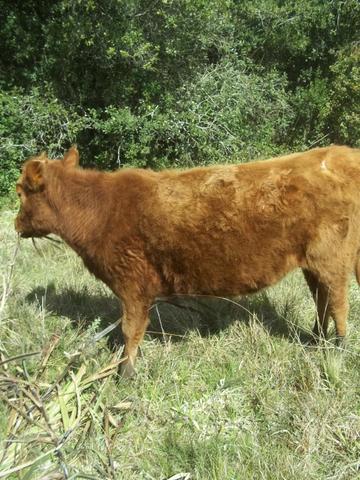 3 Novilhas Red prenhas e uma com cria ao pé - Foto 2