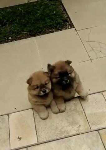 Chow chow - Foto 2