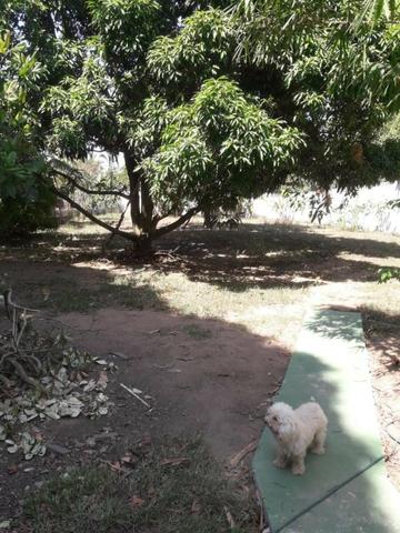 Venda - Foto 5