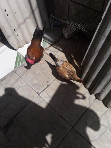 Vendo casal de ganize