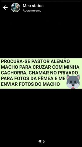 Procuro pastor alemão puro