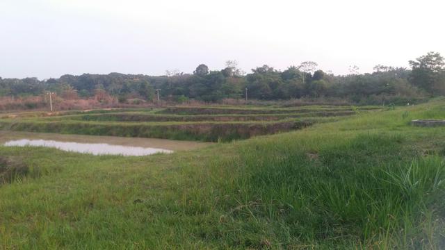 Terra 4 alqueires 200 metros Rio Tocantins 12 tanques - Foto 3