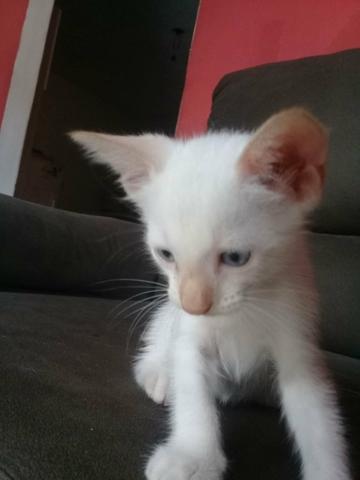 Doação De Filhotes De Gato - Foto 2