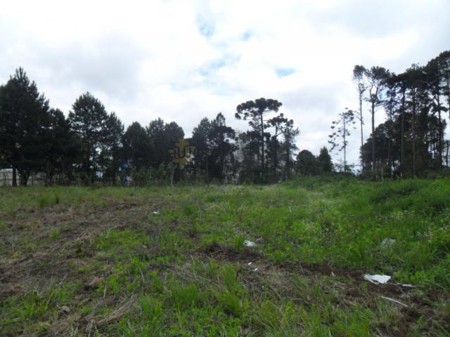 Terreno, Roseira, São José dos Pinhais-PR - Foto 8