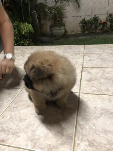 Chow chow - Foto 3