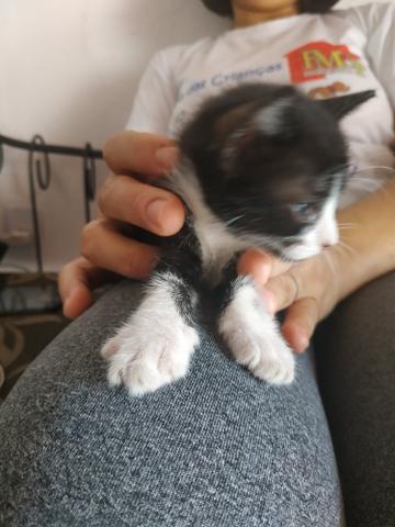 Animais para adoção - Foto 2