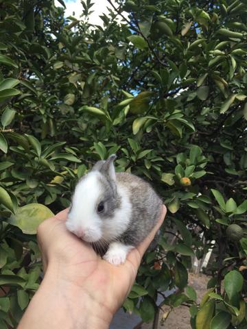 Coelhos - Foto 2