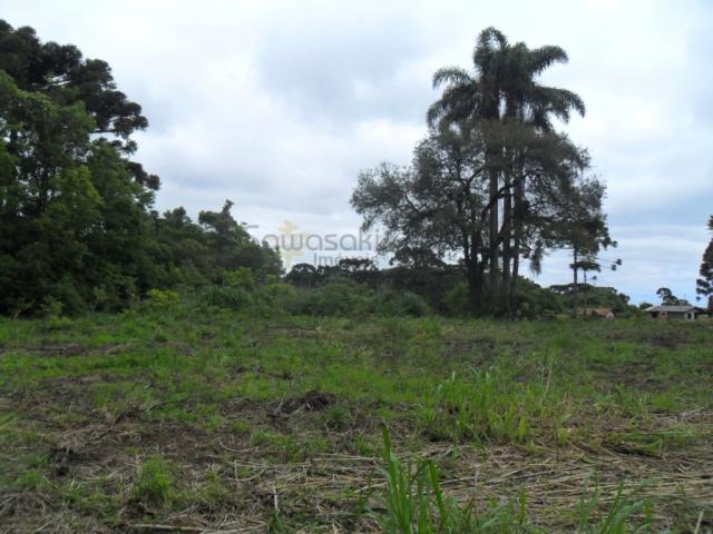 Terreno, Roseira, São José dos Pinhais-PR - Foto 5