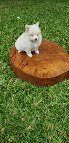 Spitz Alemão Lulu