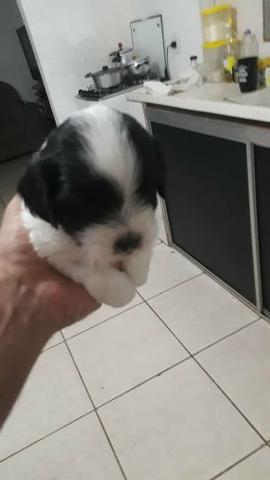 Filhotes Shih Tzu - Foto 2