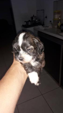 Filhotes Shih Tzu