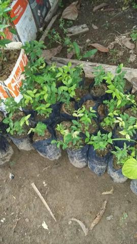 Mudas barata cúpu biriba acai pitanga pimenta jabuticaba - Foto 3