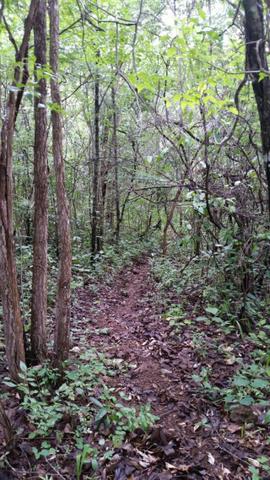 Chácara com área de 4000m², 14 km de Alto Paraíso de Goiás - Foto 13
