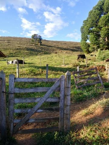Sítio com 5 hectares, em São Sebastião do Rio Verde! - Foto 6