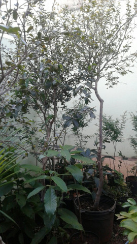 Frutíferas com frutos, pokan, limão,laranja -grama e mudas eucalipto- Montamos Pomar - Foto 3