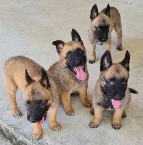 Pastor Malinois - Cães - OLX Portugal