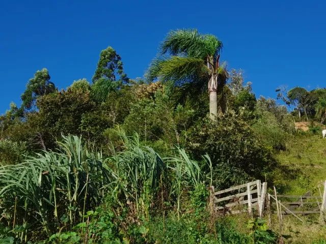 Sítio 3,7 hectares, Pastagem, Roça, 2ª Linha, Divisa de São Pedro com Águas Mornas SC - Foto 8