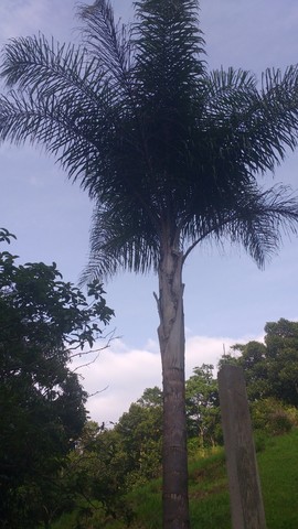 Terreno Grande 1265m², em pequeno condomínio no loteamento Argeu fazendinha Av Central - Foto 5