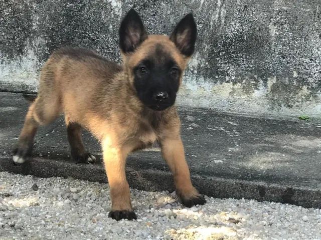 Pastor Malinois - Cães - OLX Portugal