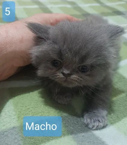 FILHOTES DE GATO PERSA LITORAL - Foto 5
