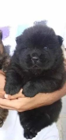 Chow Chow filhote disponível.