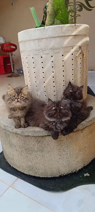 Gatinhos Persa disponível - Foto 2