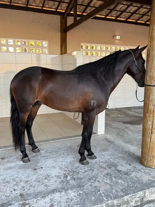 Cavalo Mangalarga Marchador Registrado Definitivo 