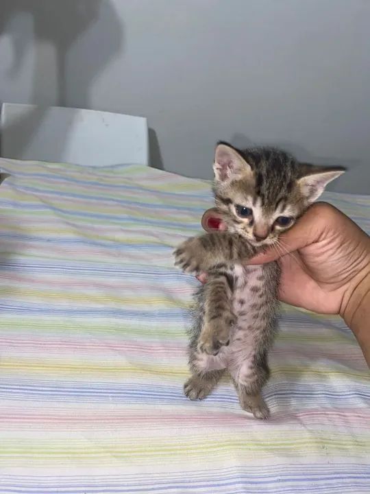 Doação de Gatos - Foto 2