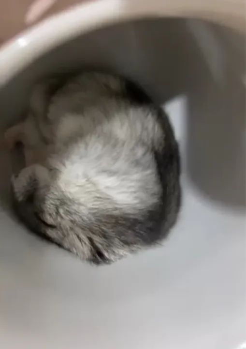 vendo hamster anão russo com terrário e tudo  - Foto 2