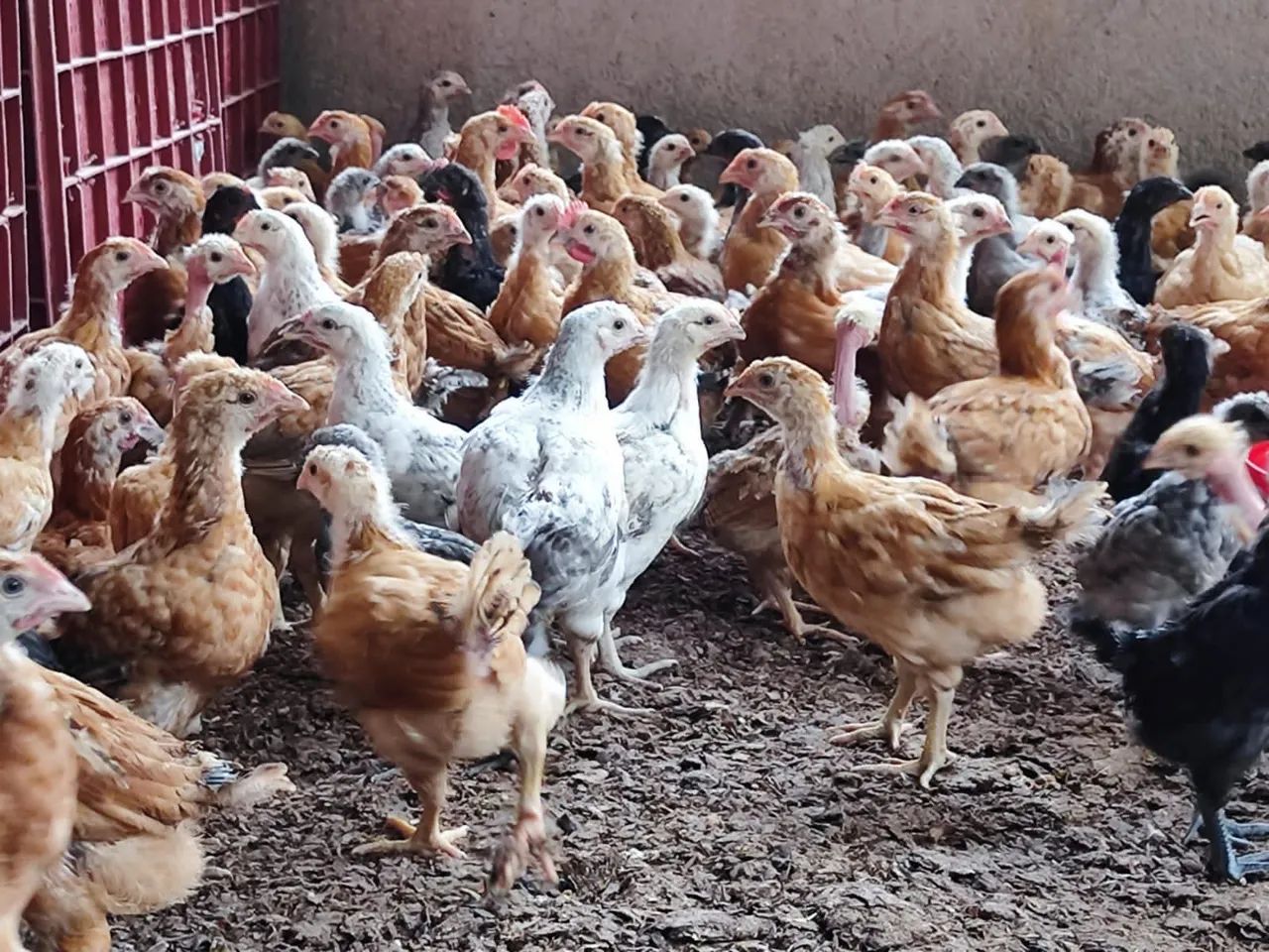 Frangas frangos pintos galinhas da angola vacinados pura raça 