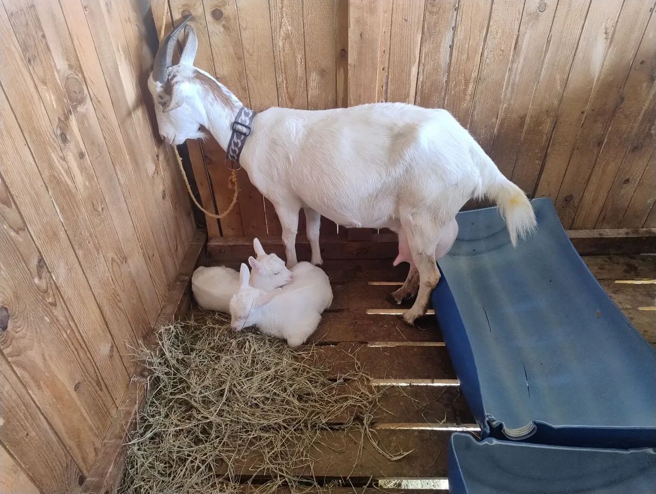 Cabras com filhotes raça saneen 