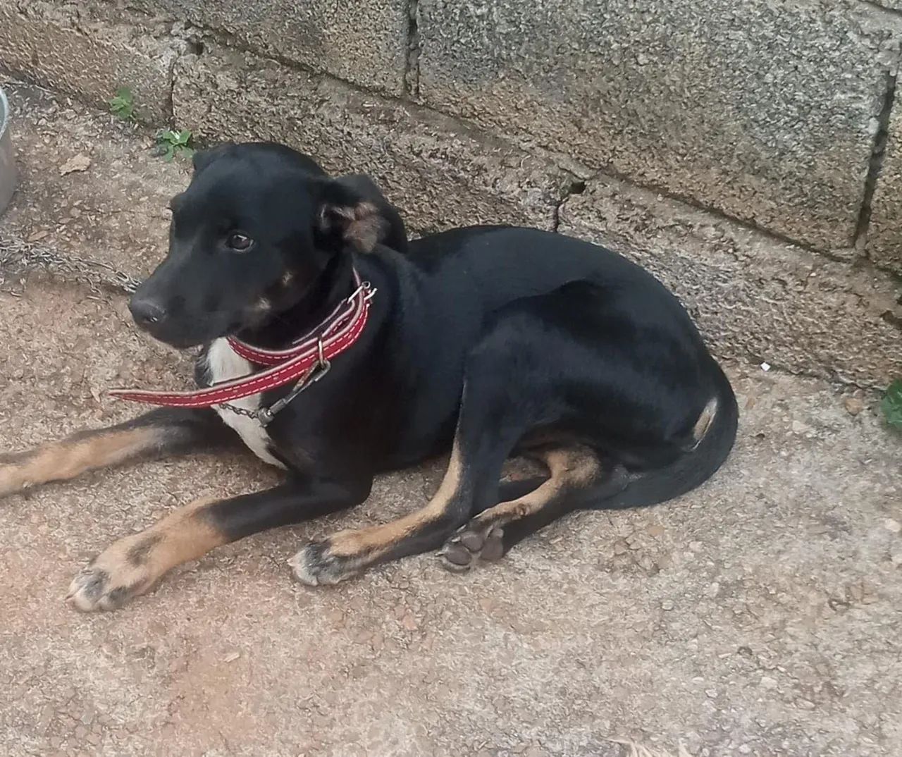 Doação de filhote