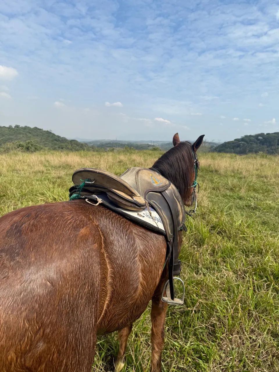 Cavalo quarto de milha  - Foto 3