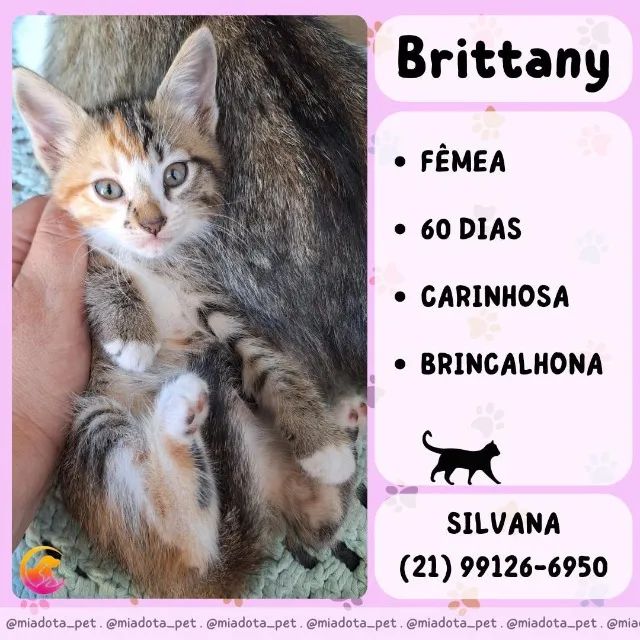Lindos gatos(a) disponíveis para adoção responsável  - Foto 4