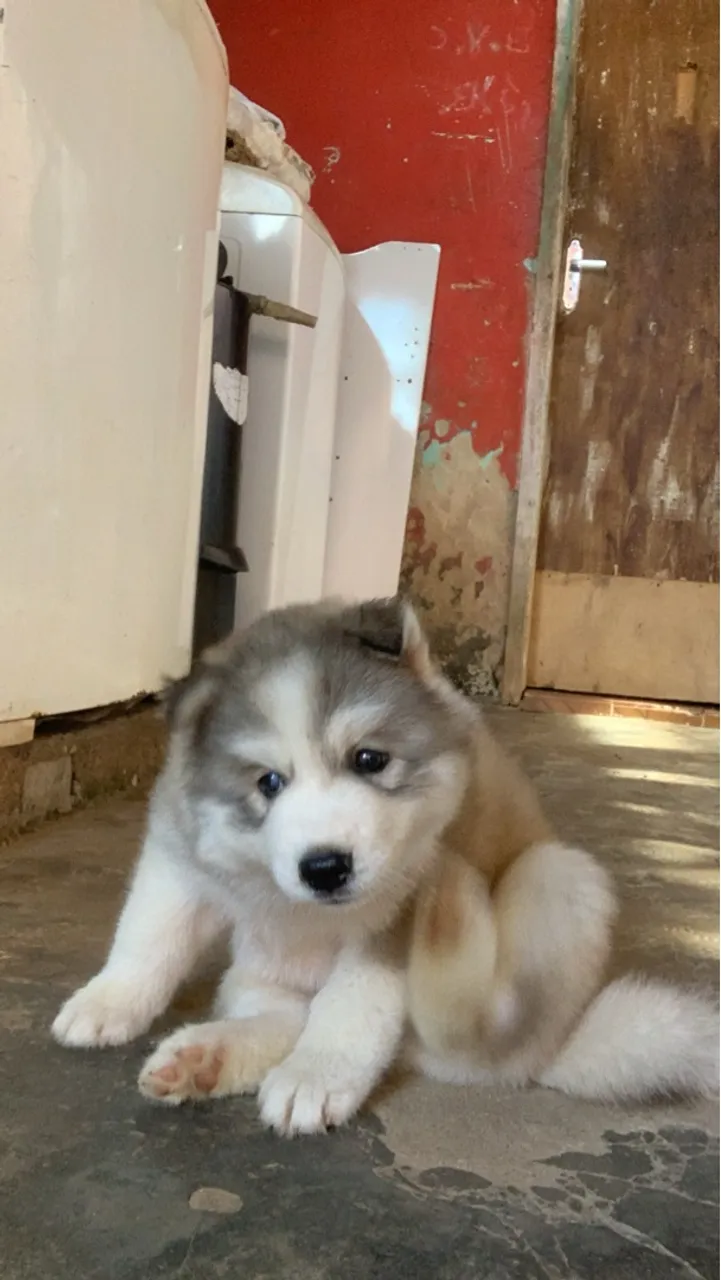Filhote Husky Siberiano