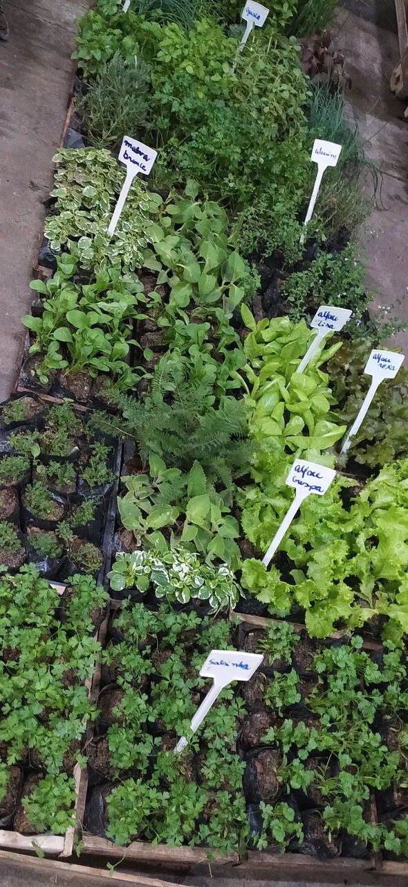 Ervas e temperos naturais,monte a horta na sua casa por ótimo preço  - Foto 6