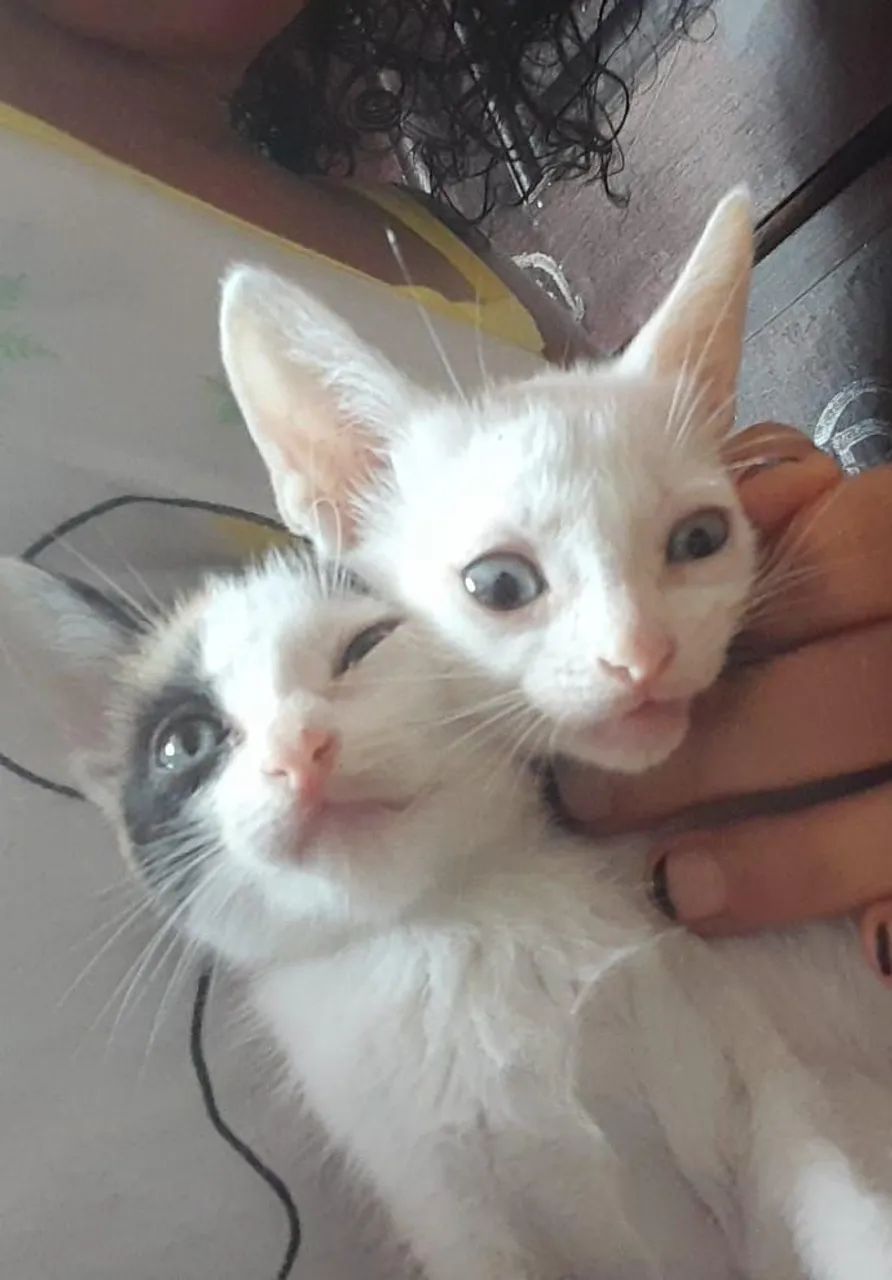 Sialatinhas para adoção.  2 meses .