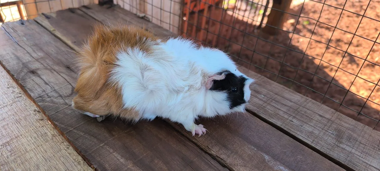 Porquinho da India