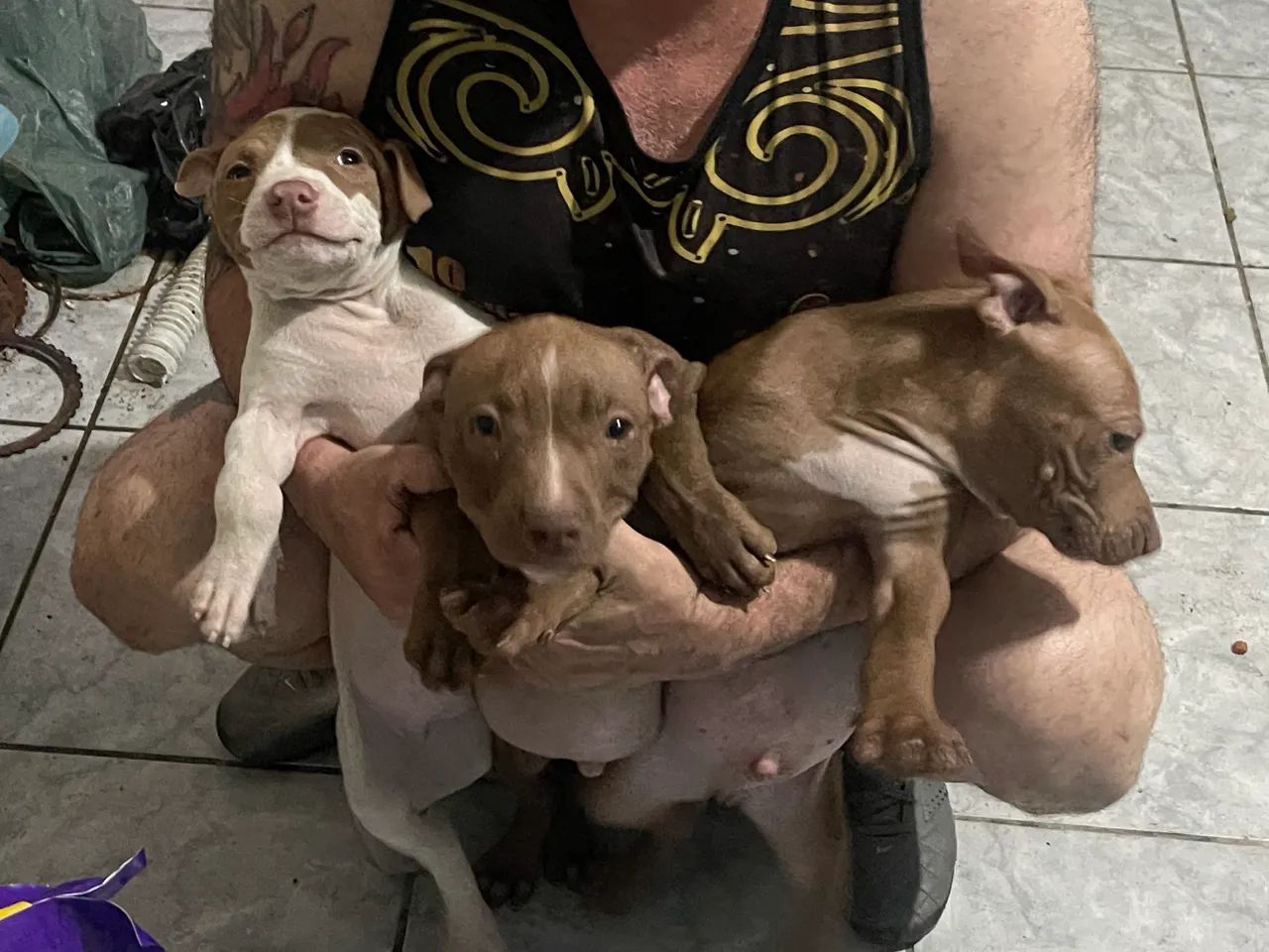 Pitbull Red Nose Pitbull Terrier Olx Filhotes Pitbull Pitbull Red