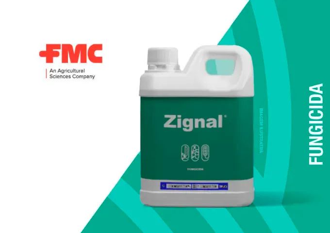 Zignal Fluazinam FMC Mofo Branco/ Sclerotinia