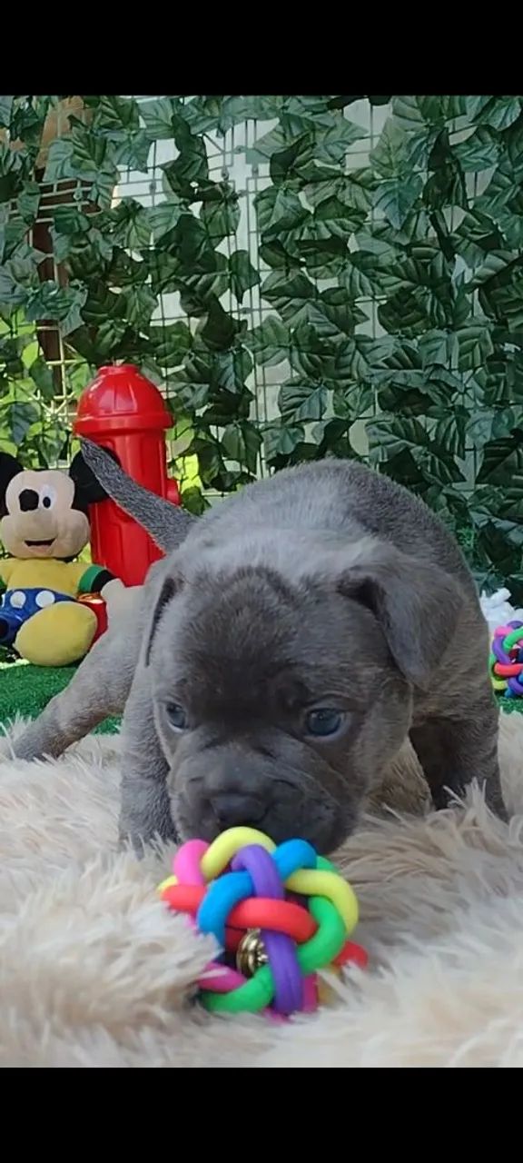 Filhote de Bulldog Inglês - Foto 5