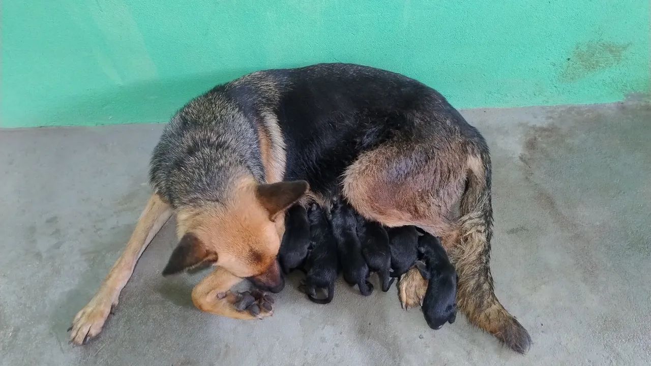  Vendo Filhotes de Pastor Alemão 