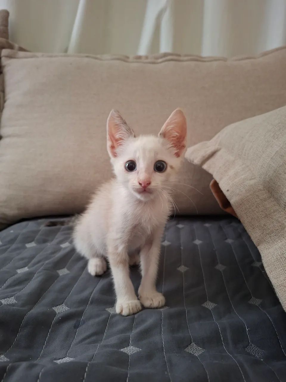 Doa- se gatinho - Foto 2