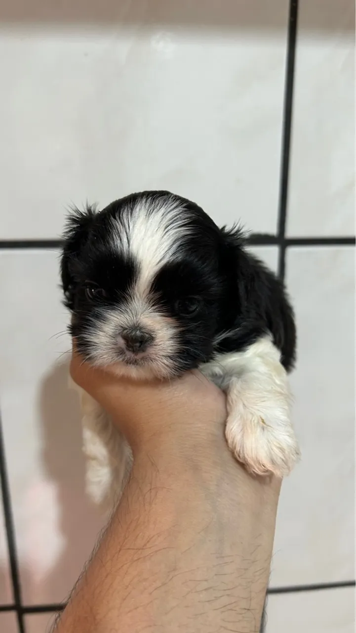 Filhote de Shih Tzu disponiveis