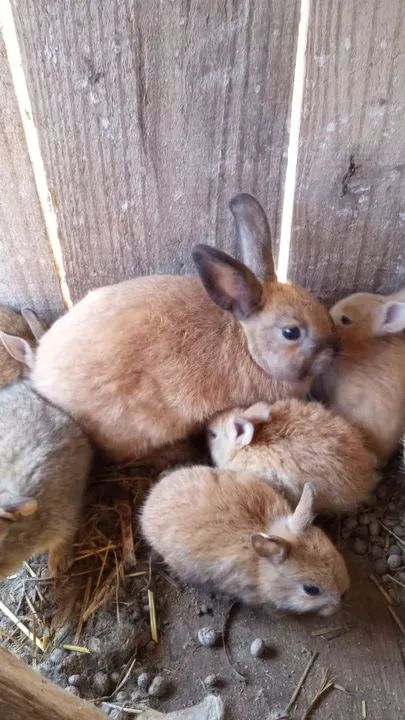 Mini coelhos a venda  - Foto 2