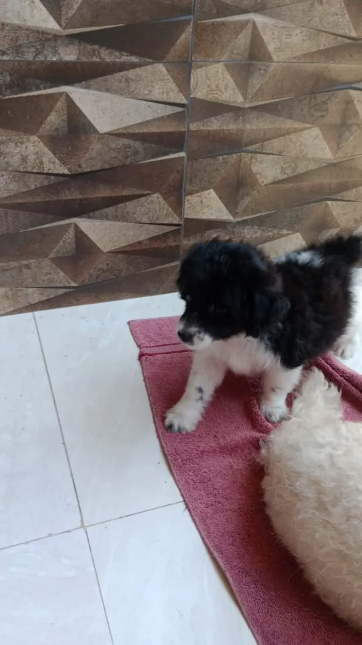 Filhotes de Poodle - Lindos e Brincalhões