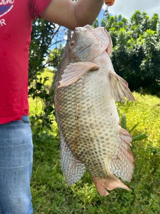 Peixe fresco de água doce tilapia atacado mesia de 1,7kg  - Foto 3
