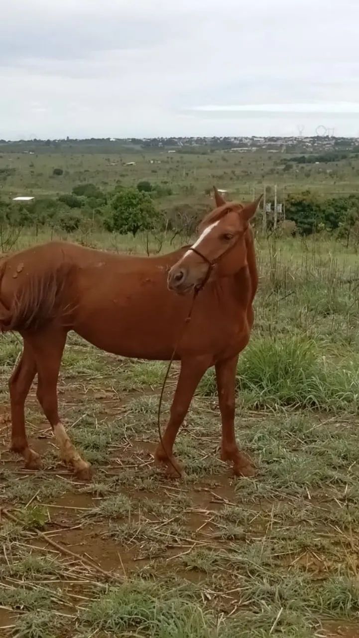 Égua Manga Larga e cavalo vai junto  - Foto 4