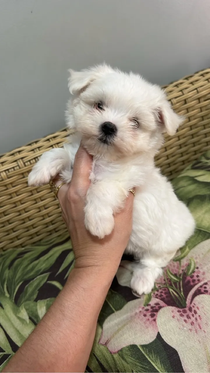 maltês macho um lindo príncipe