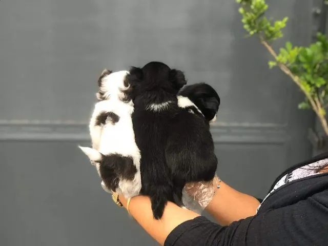 Chihuahua os mais saudaveis e legetimos pacotinhos de amor  - Foto 2